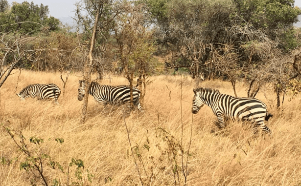 Screen Shot 2020-02-20 at 11.45.25 AM